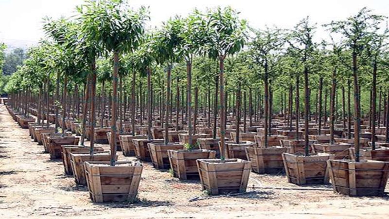 غرس ۲۰۰۰ اصله نهال در سطح لرستان