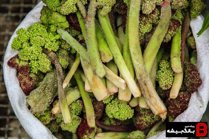 گیاهان خوراکی سوغات بهارانه طبیعت لرستان گیاهان خوراکی سوغات بهارانه طبیعت لرستان