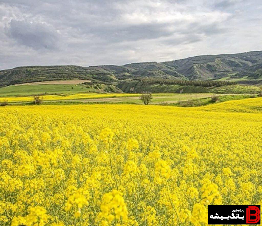 سلسله قطب تولید کلزای لرستان