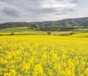 سلسله قطب تولید کلزای لرستان