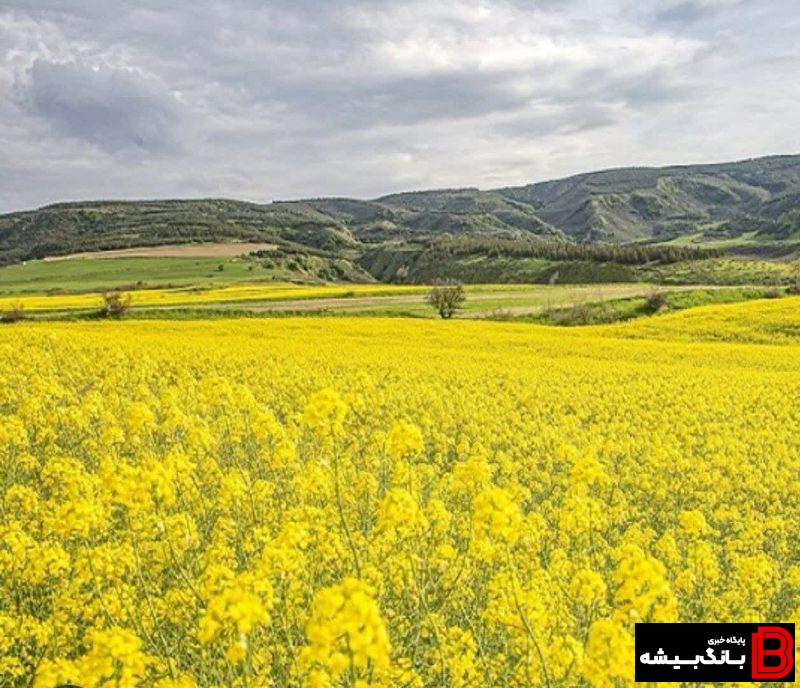 سلسله قطب تولید کلزای لرستان