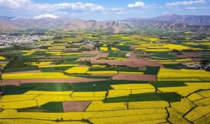 مناظر زیبای کشت کلزا در شهرستان سلسله لرستان+تصاویر
