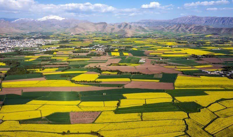 مناظر زیبای کشت کلزا در شهرستان سلسله لرستان+تصاویر