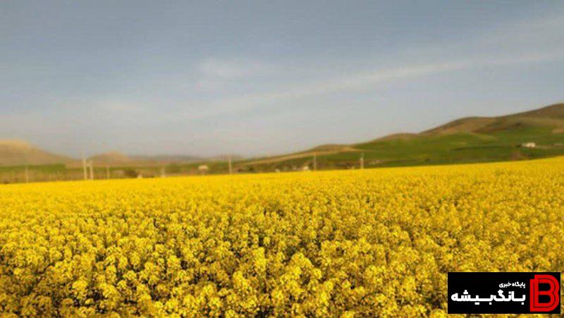 برداشت ۵ هزار و ۵۰۰ تن کلزا در لرستان برداشت ۵ هزار و ۵۰۰ تن کلزا در لرستان