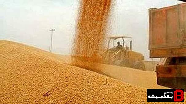 تاکنون ۱۶۵ هزار تن گندم از کشاورزان لرستانی خریداری شده است تاکنون ۱۶۵ هزار تن گندم از کشاورزان لرستانی خریداری شده است