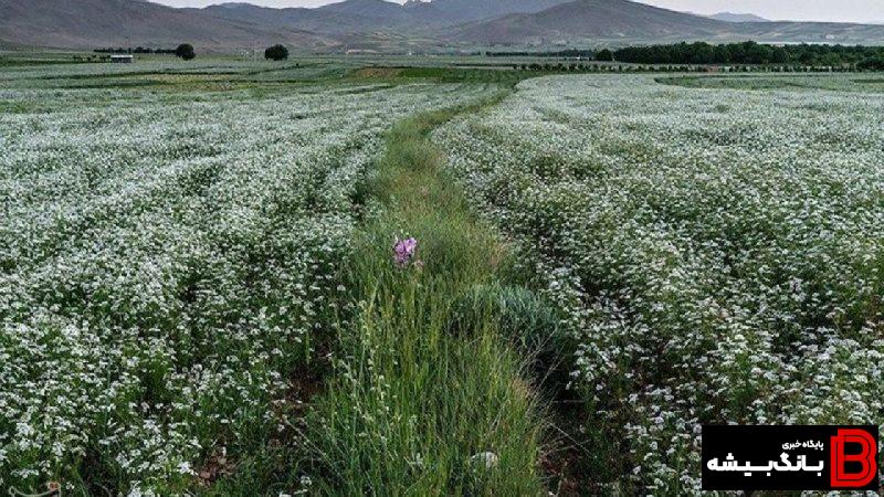لرستان پایتخت گیاهان دارویی میشود لرستان پایتخت گیاهان دارویی میشود