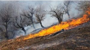 ۲۵۱ هکتار مزارع کشاورزی لرستان طعمه حریق شد