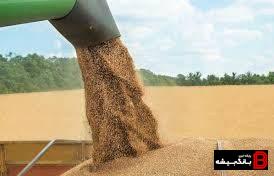 خرید ۵۵۴ هزار تن گندم از کشاورزان لرستانی خرید ۵۵۴ هزار تن گندم از کشاورزان لرستانی