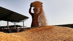 خرید ۴۶۲ هزار تنی گندم از کشاورزان لرستانی