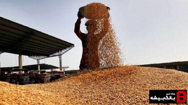 خرید ۴۶۲ هزار تنی گندم از کشاورزان لرستانی