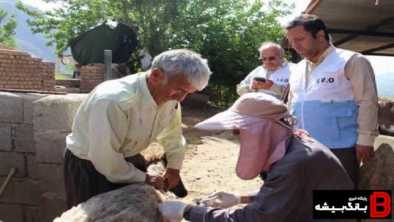 آغاز واکسیناسیون فراگیر تب برفکی در ۲ میلیون و ۶۰۰ هزار راس دام از ابتدای شهریور ماه در لرستان