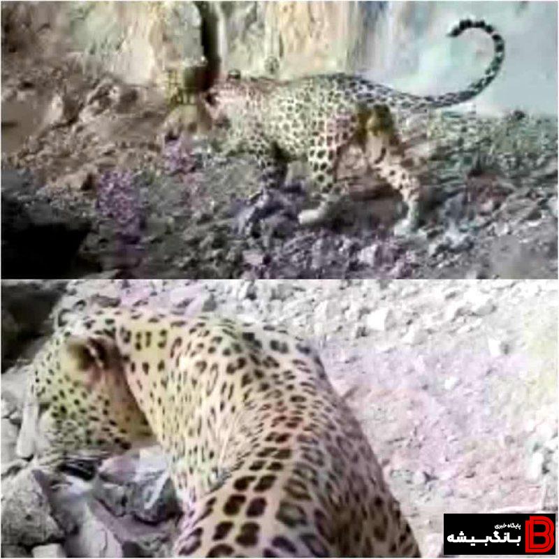 سومین مشاهده و ثبت از گونه ارزشمند و نادر پلنگ ایرانی طی امسال در لرستان سومین مشاهده و ثبت از گونه ارزشمند و نادر پلنگ ایرانی طی امسال در لرستان