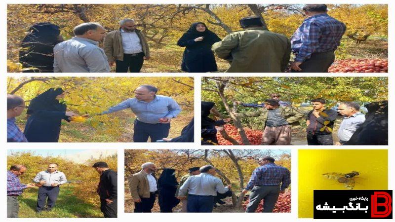 نخستین مورد “مگس مدیترانه ای” در کوهدشت مشاهده شد نخستین مورد “مگس مدیترانه ای” در کوهدشت مشاهده شد