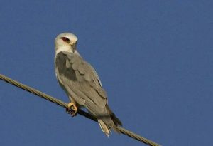 مشاهده و ثبت کور کور بال سیاه برای چندمین بار در استان لرستان