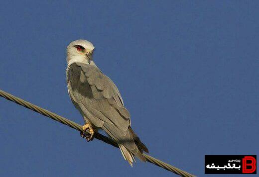 مشاهده و ثبت کور کور بال سیاه برای چندمین بار در استان لرستان