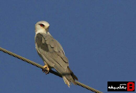 مشاهده و ثبت کور کور بال سیاه برای چندمین بار در استان لرستان مشاهده و ثبت کور کور بال سیاه برای چندمین بار در استان لرستان