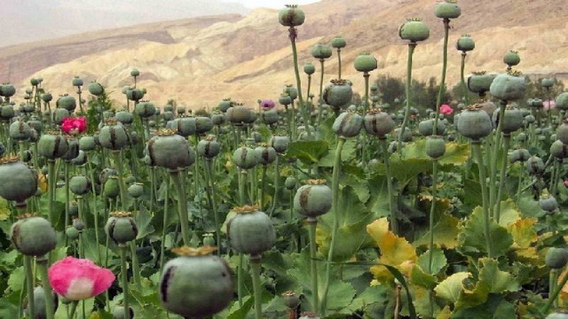 از بیکاری تا بذر‌های مرگ؛ وقتی زمین‌های لرستان اسیر کشت‌های غیرقانونی می‌شوند