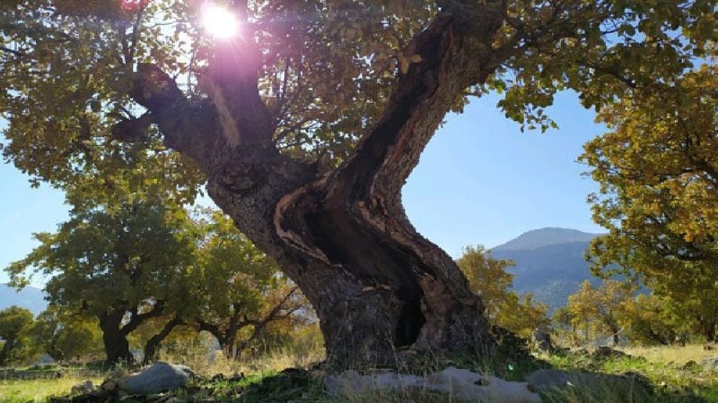 بلوط لرستان؛ گنجی که ایستاده جان میدهد بلوط لرستان؛ گنجی که ایستاده جان میدهد