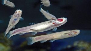 ماهی کور لرستان؛ فسیلی زنده و نادرترین گونه‌ ساکن آب شیرین در جهان