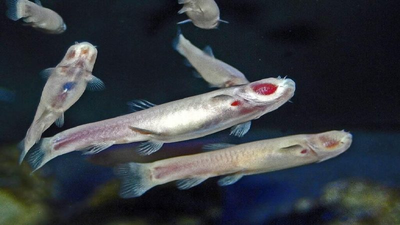 ماهی کور لرستان؛ فسیلی زنده و نادرترین گونه‌ ساکن آب شیرین در جهان