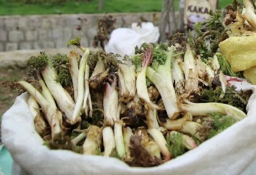 گیاهان خوراکی و دارویی رشته کوه‌های زاگرس؛ عیدانه طبیعت بر سر سفره‌های مردم لرستان