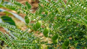 دلفان؛ قطب نخود لرستان در مسیر نوین‌سازی کشت و برداشت