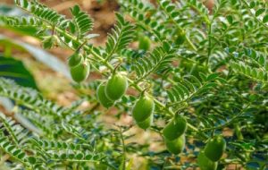 دلفان؛ قطب نخود لرستان در مسیر نوین‌سازی کشت و برداشت