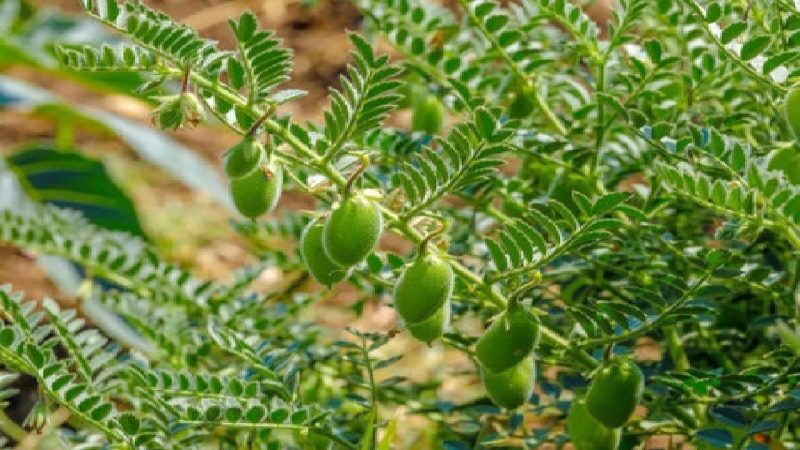 دلفان؛ قطب نخود لرستان در مسیر نوین‌سازی کشت و برداشت