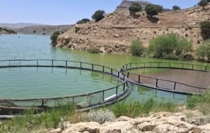 سد هاله؛ کانون توسعه آبزی‌پروری در لرستان