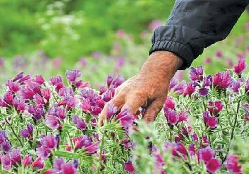 ثبت ملی باغ گیاه‌شناسی زاگرس خرم‌آباد