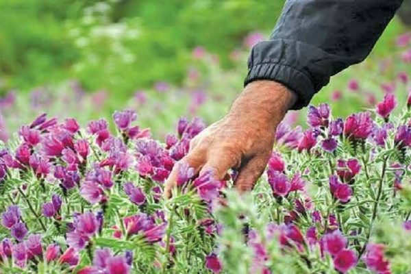ثبت ملی باغ گیاه‌شناسی زاگرس خرم‌آباد